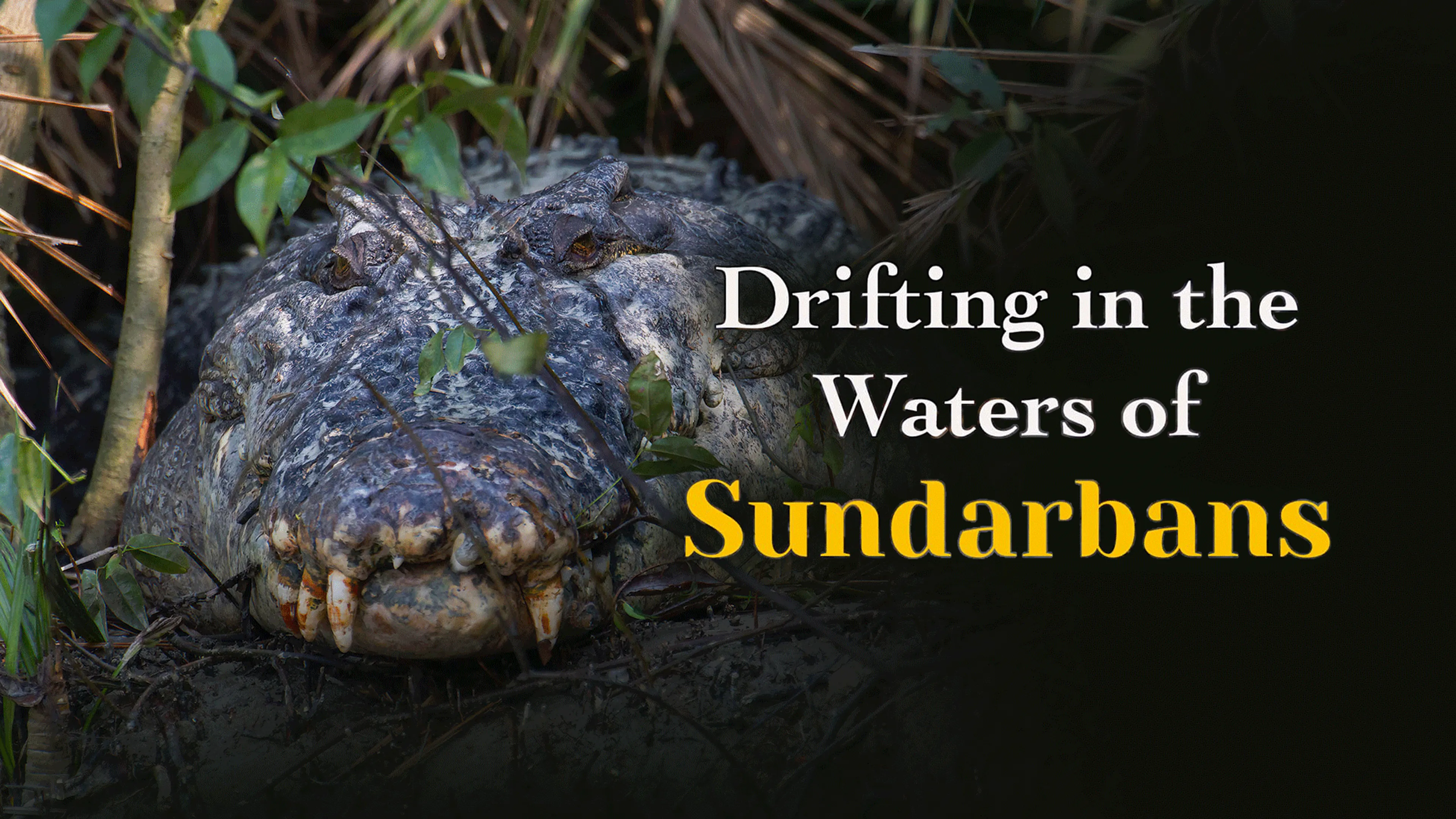 Drifting in the Waters of Sundarbans poster